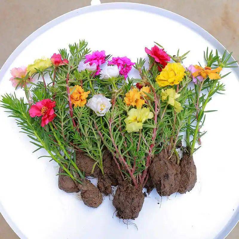阳光房花坛植物种植