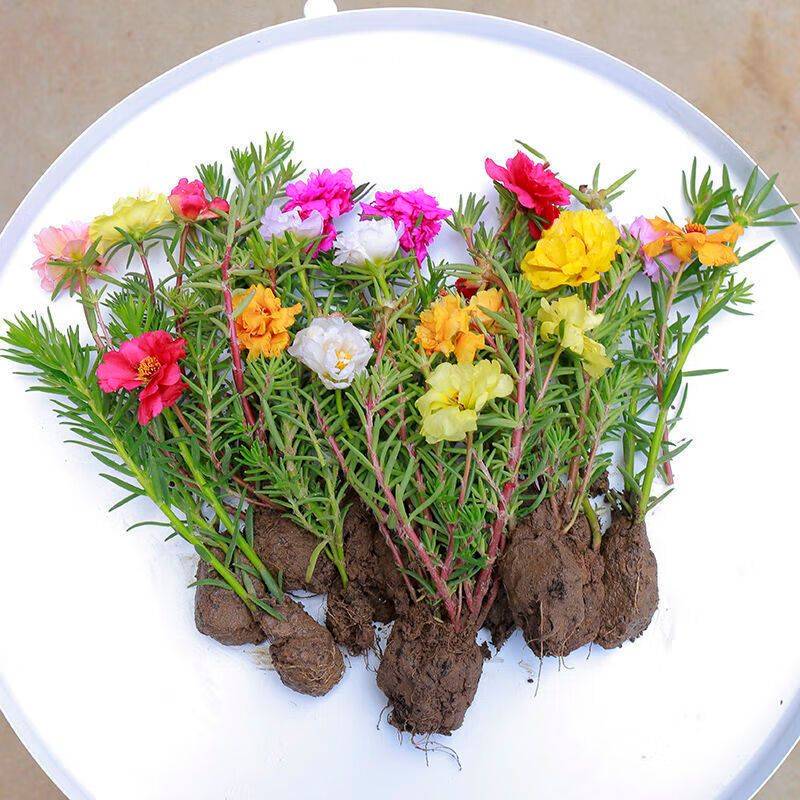 阳光房花坛植物种植