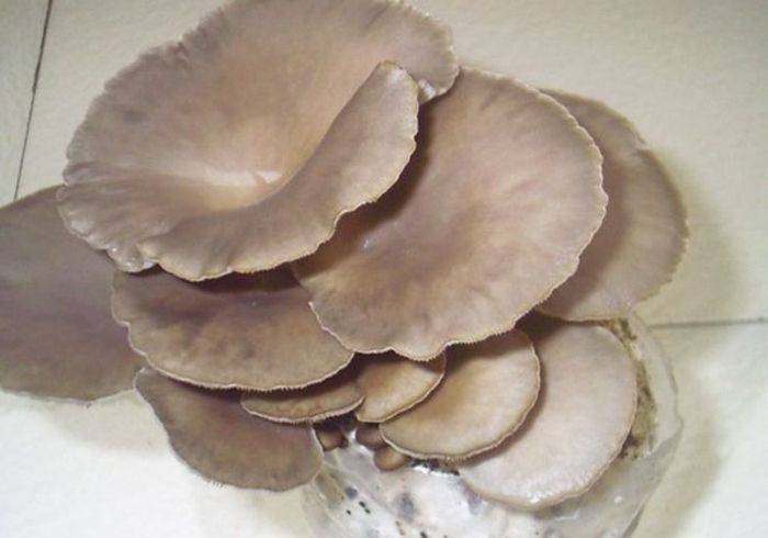 蘑菇怎么种植方法