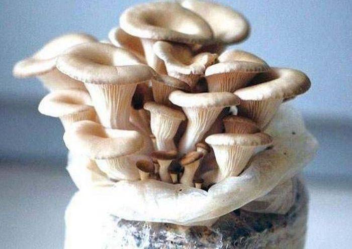 蘑菇怎么种植方法