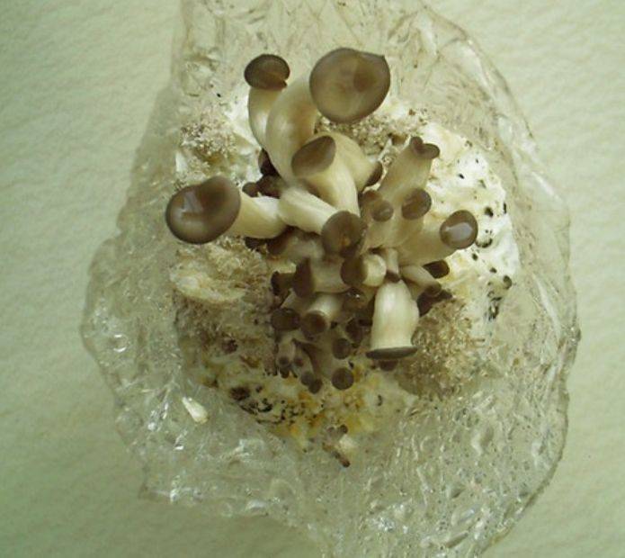 蘑菇怎么种植方法