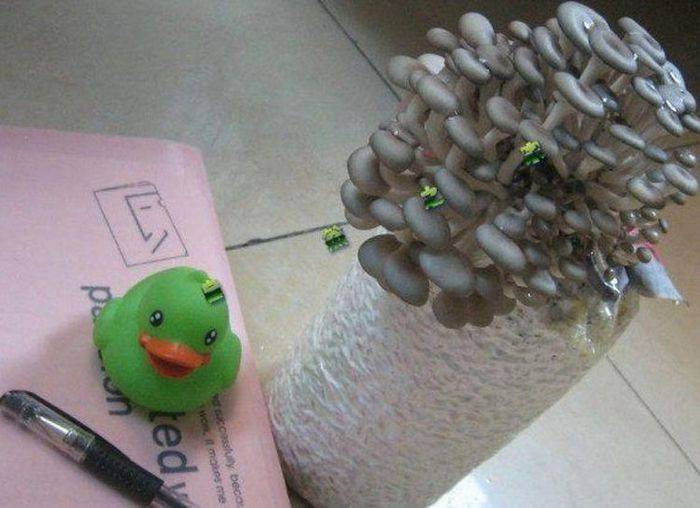 蘑菇怎么种植方法