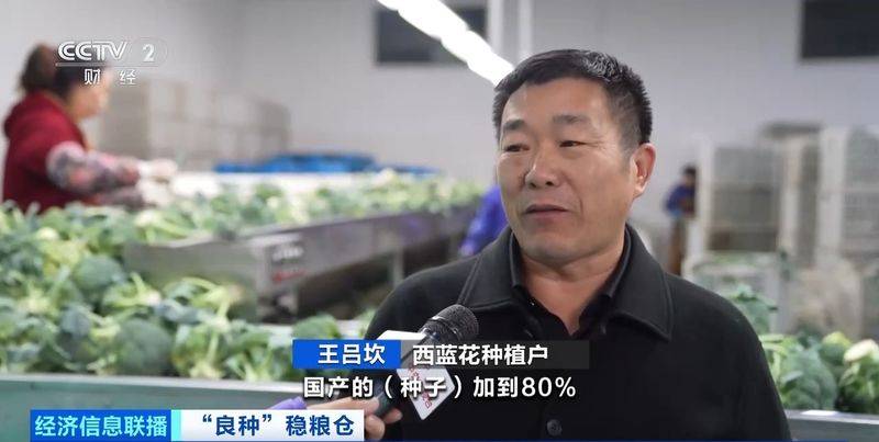 规模化种植蔬菜的成本