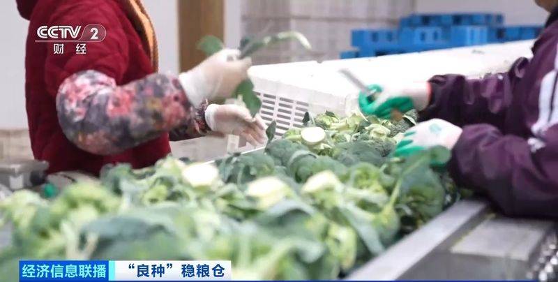 规模化种植蔬菜的成本