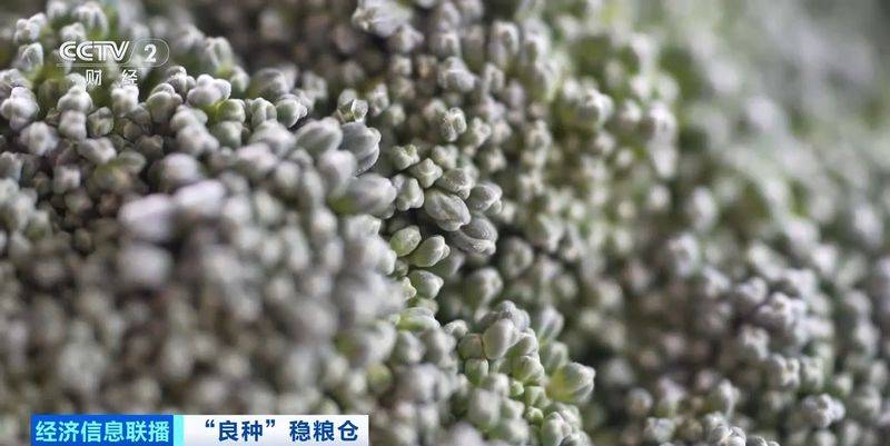 规模化种植蔬菜的成本