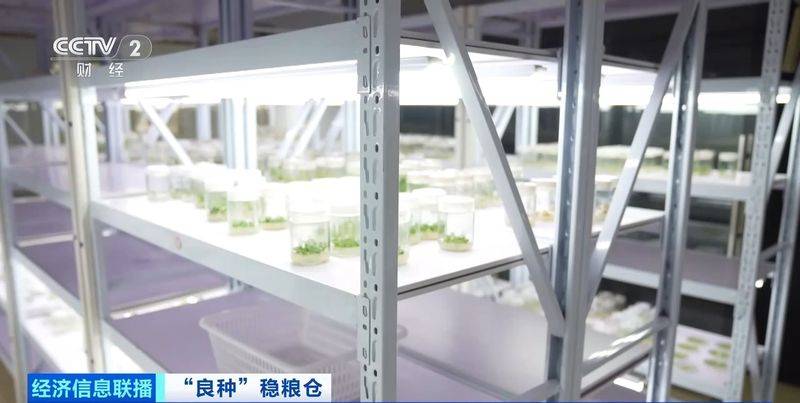 规模化种植蔬菜的成本