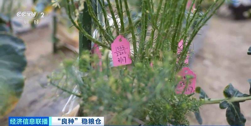 规模化种植蔬菜的成本