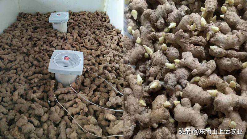 山东生姜种植技术