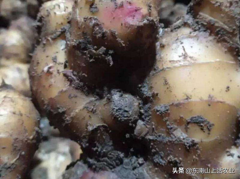山东生姜种植技术