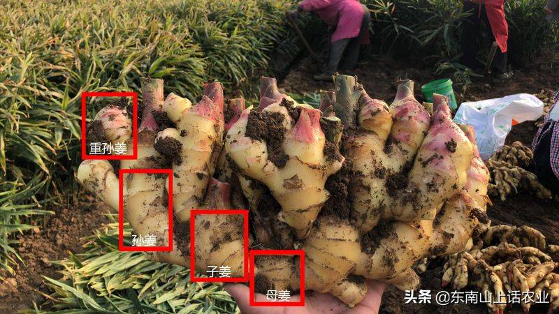 山东生姜种植技术