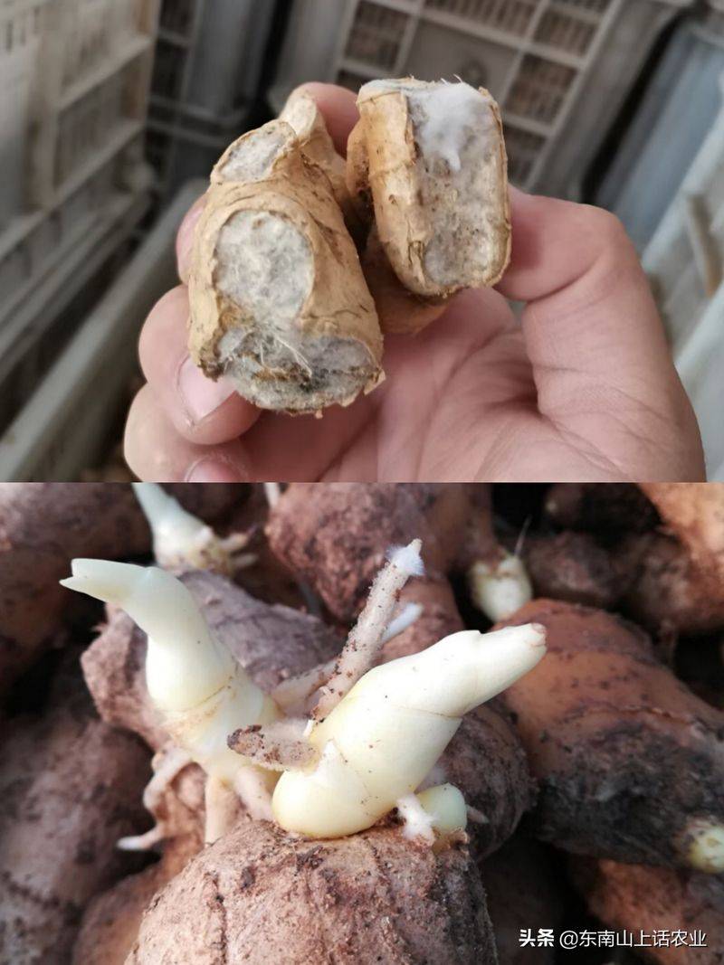 山东生姜种植技术