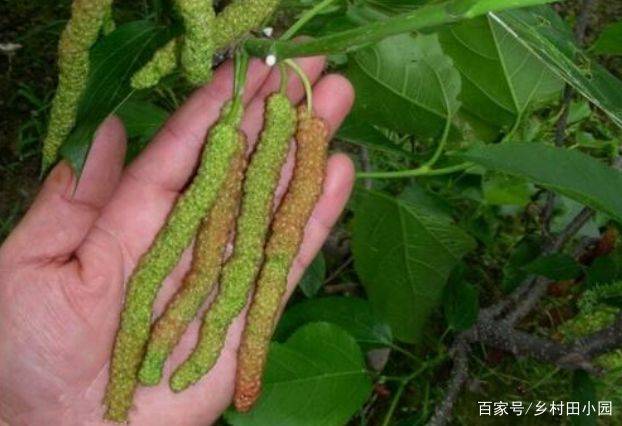 十大种植前景水果品种