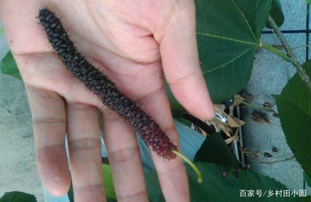 十大种植前景水果品种