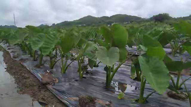 水芋种植技术