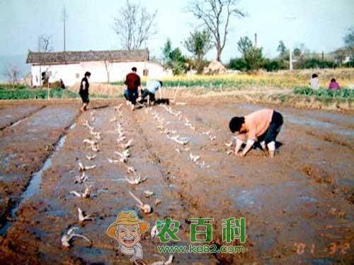 旱地莲藕种植技术