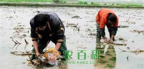 旱地莲藕种植技术