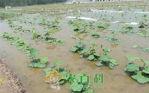 旱地莲藕种植技术
