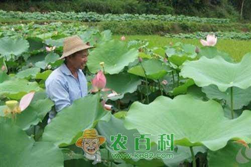 旱地莲藕种植技术