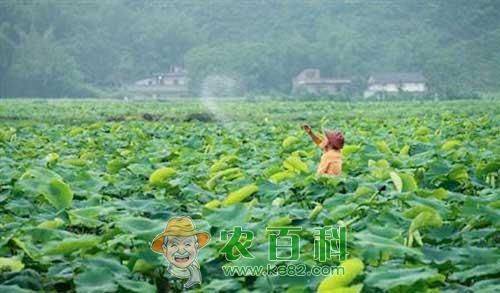旱地莲藕种植技术