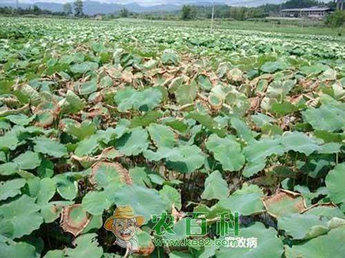 旱地莲藕种植技术