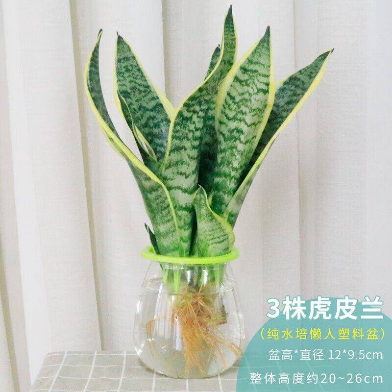 阳光房花坛植物种植