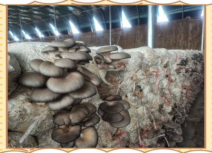 蘑菇怎么种植方法