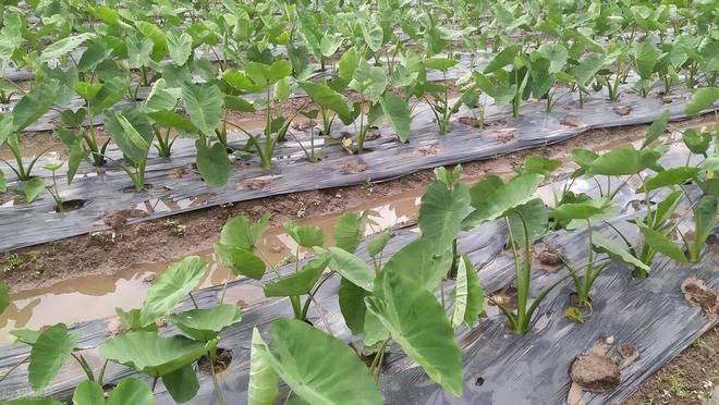 荔浦芋头种植技术视频
