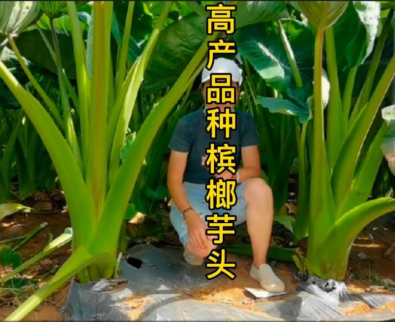 水芋种植技术
