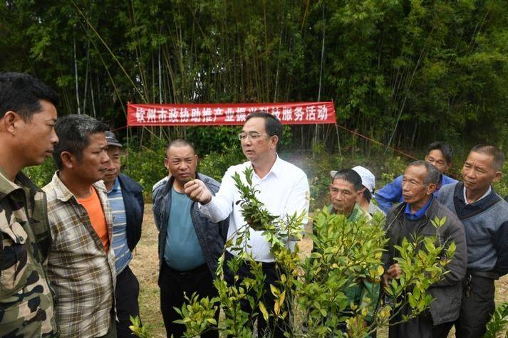 空心菜种植方法