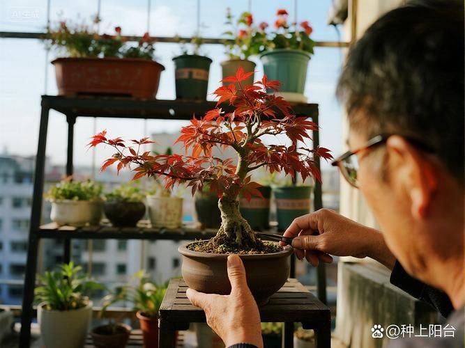 枫树种子种植方法