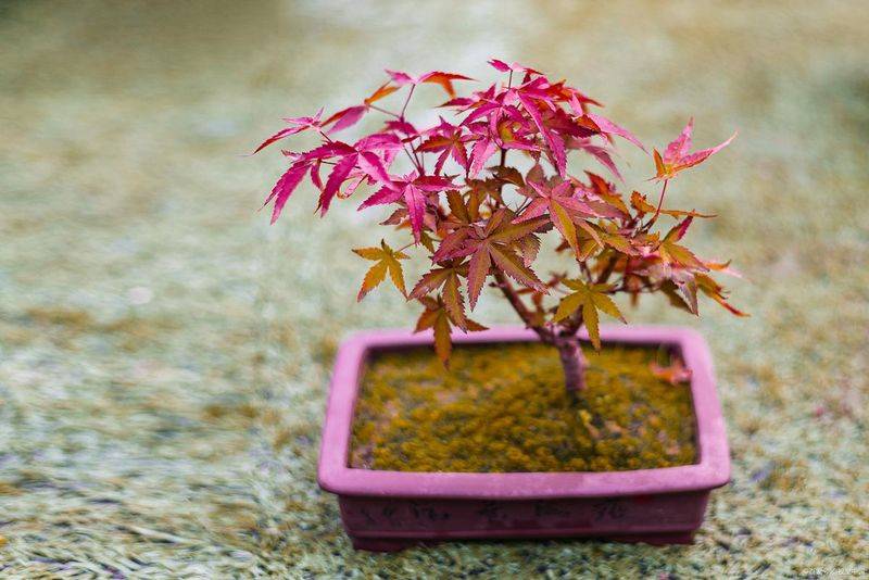枫树种子种植方法
