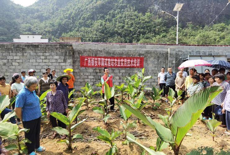 旱地莲藕种植技术