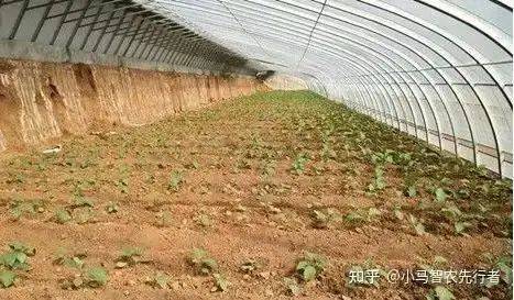 大棚水果黄瓜种植技术精选