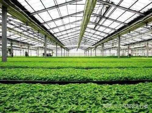 大棚水果黄瓜种植技术精选