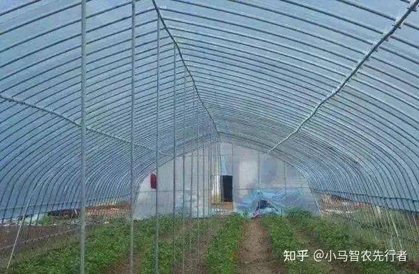 大棚水果黄瓜种植技术精选