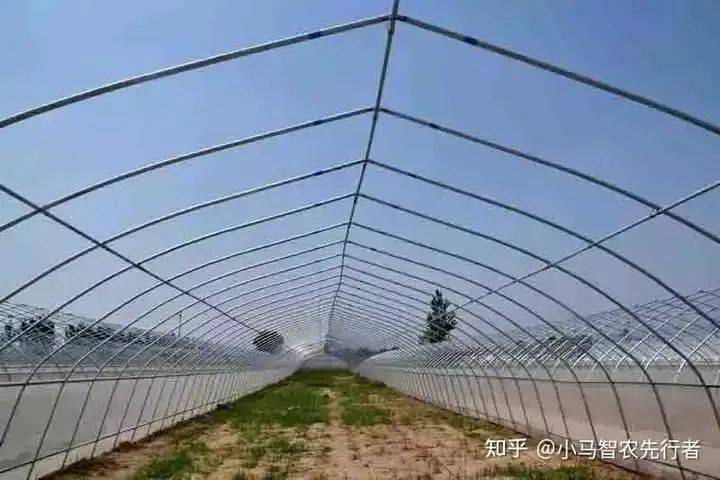 大棚水果黄瓜种植技术精选