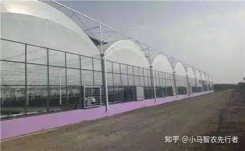 大棚水果黄瓜种植技术精选