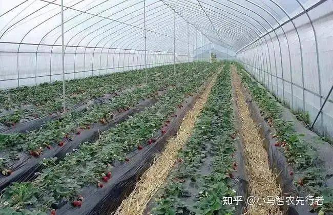 大棚水果黄瓜种植技术精选