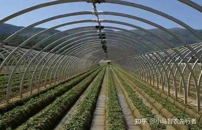 大棚水果黄瓜种植技术精选