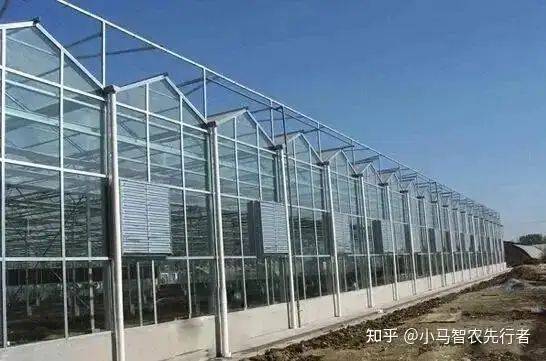 大棚水果黄瓜种植技术精选