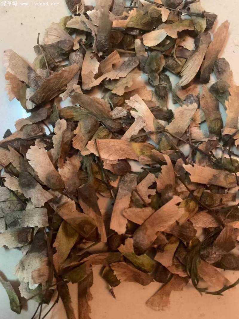 枫树种子种植方法