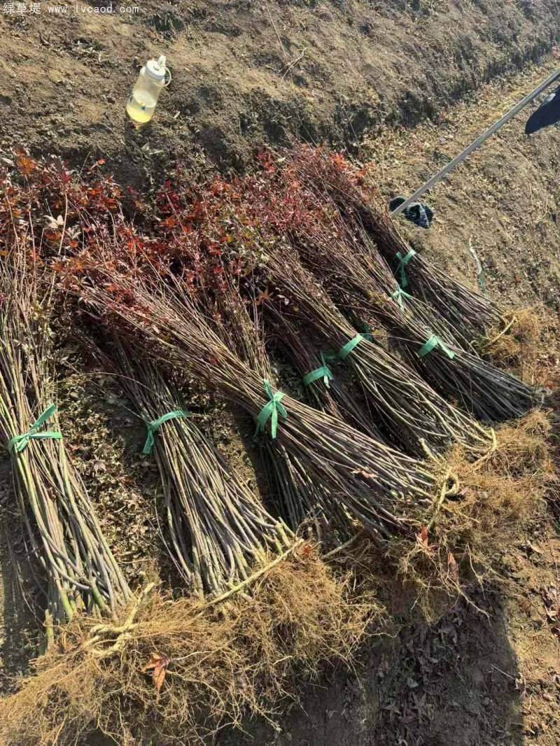 枫树种子种植方法