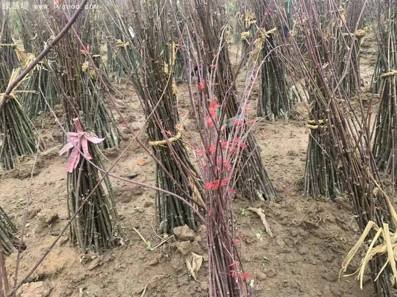 枫树种子种植方法