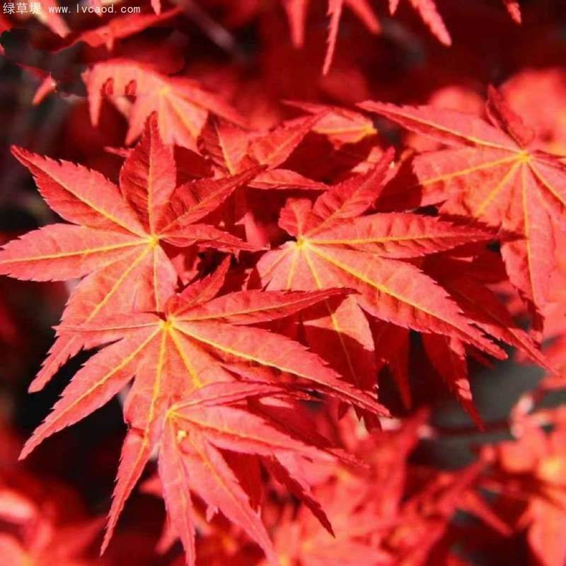 枫树种子种植方法