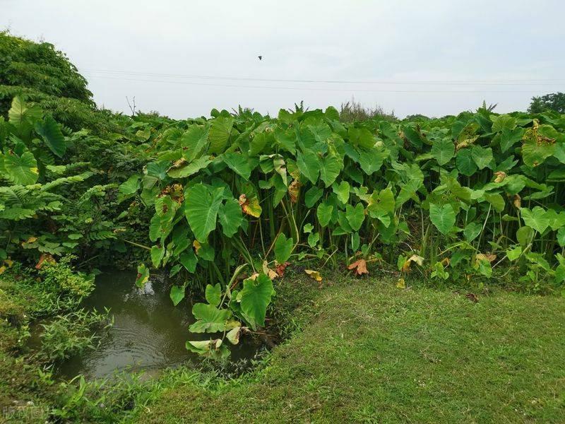 水芋种植技术