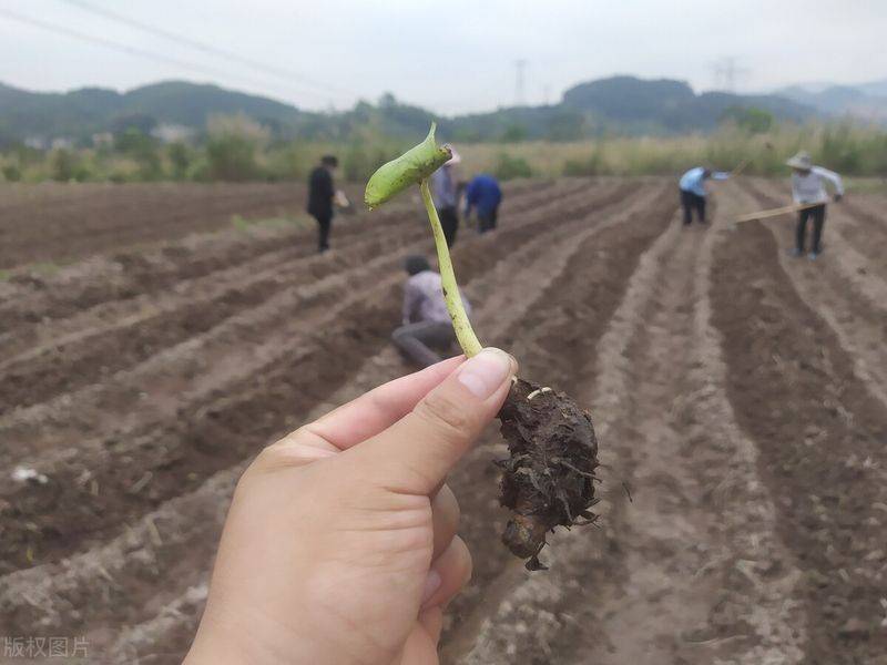 水芋种植技术