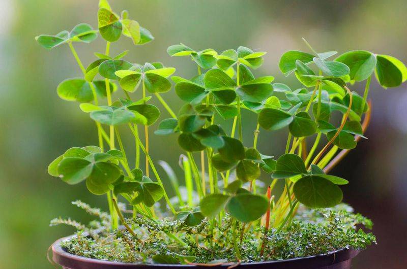 幸运草种植方法