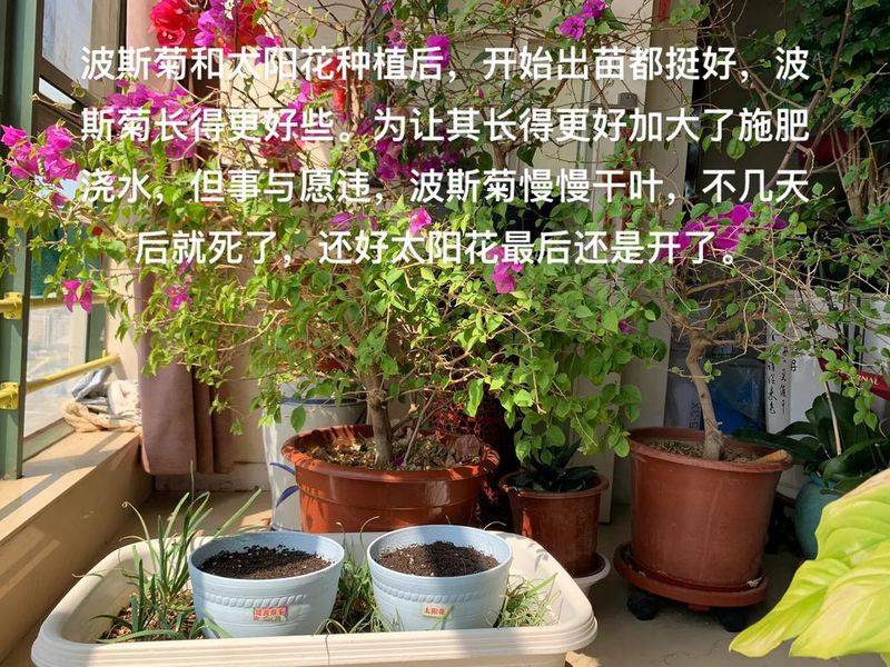 波斯菊怎么种植盆栽