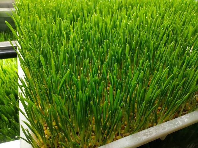蘑菇怎么种植方法
