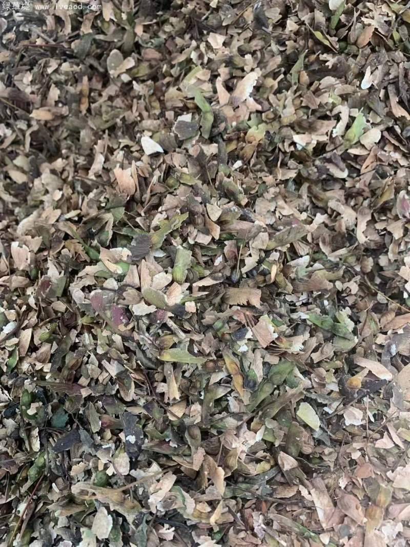 枫树种子种植方法